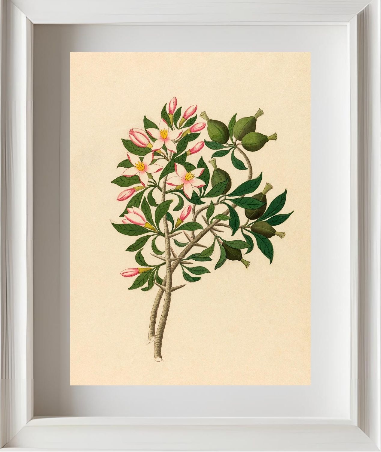 Gardenia Nov. Sp. (Hyperacanthus Amoenus)