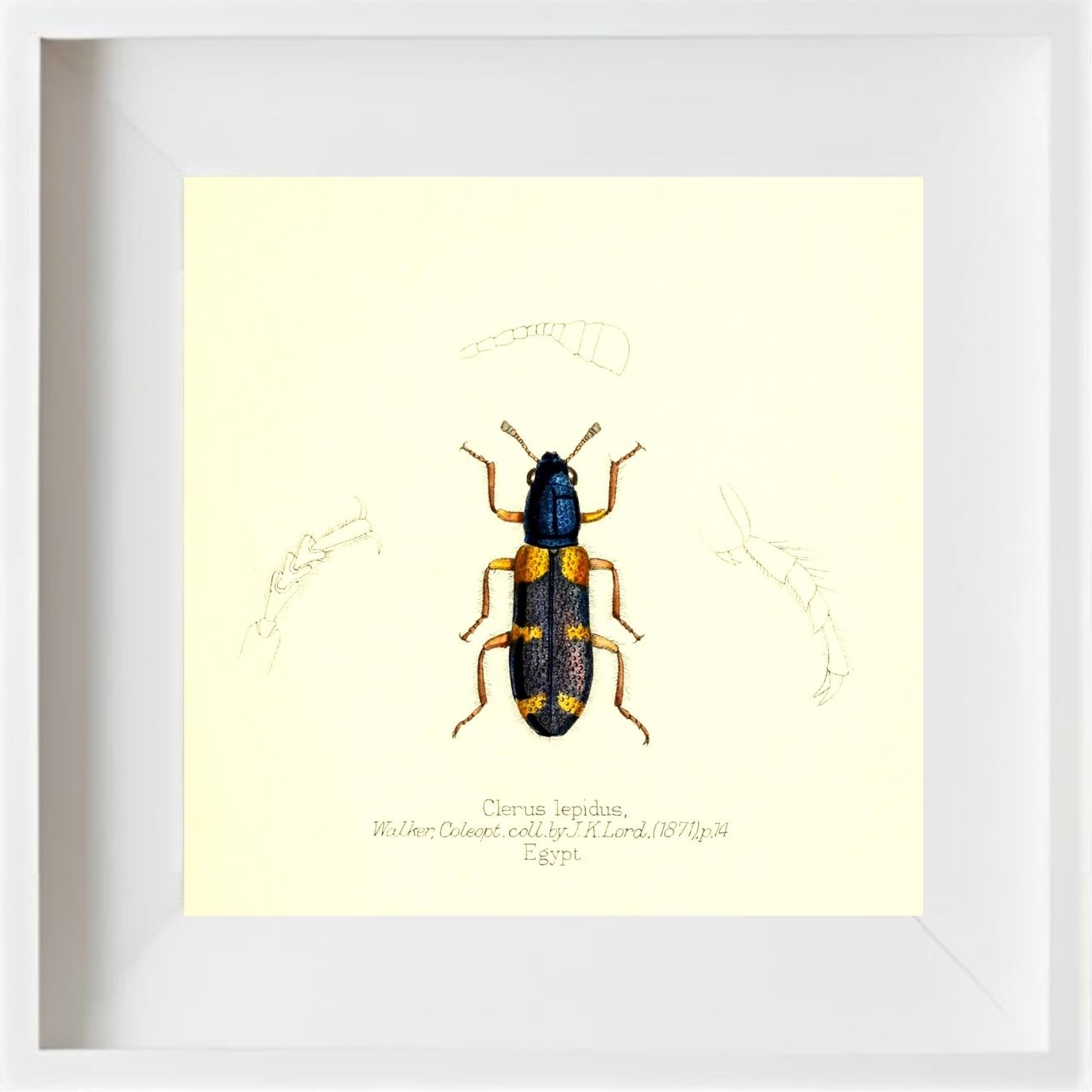 Clerus Lepidus