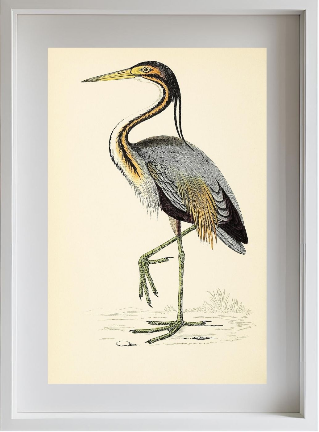Purple Heron