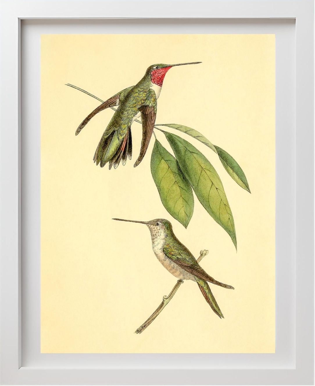 Mexican Amethyst Hummingbird