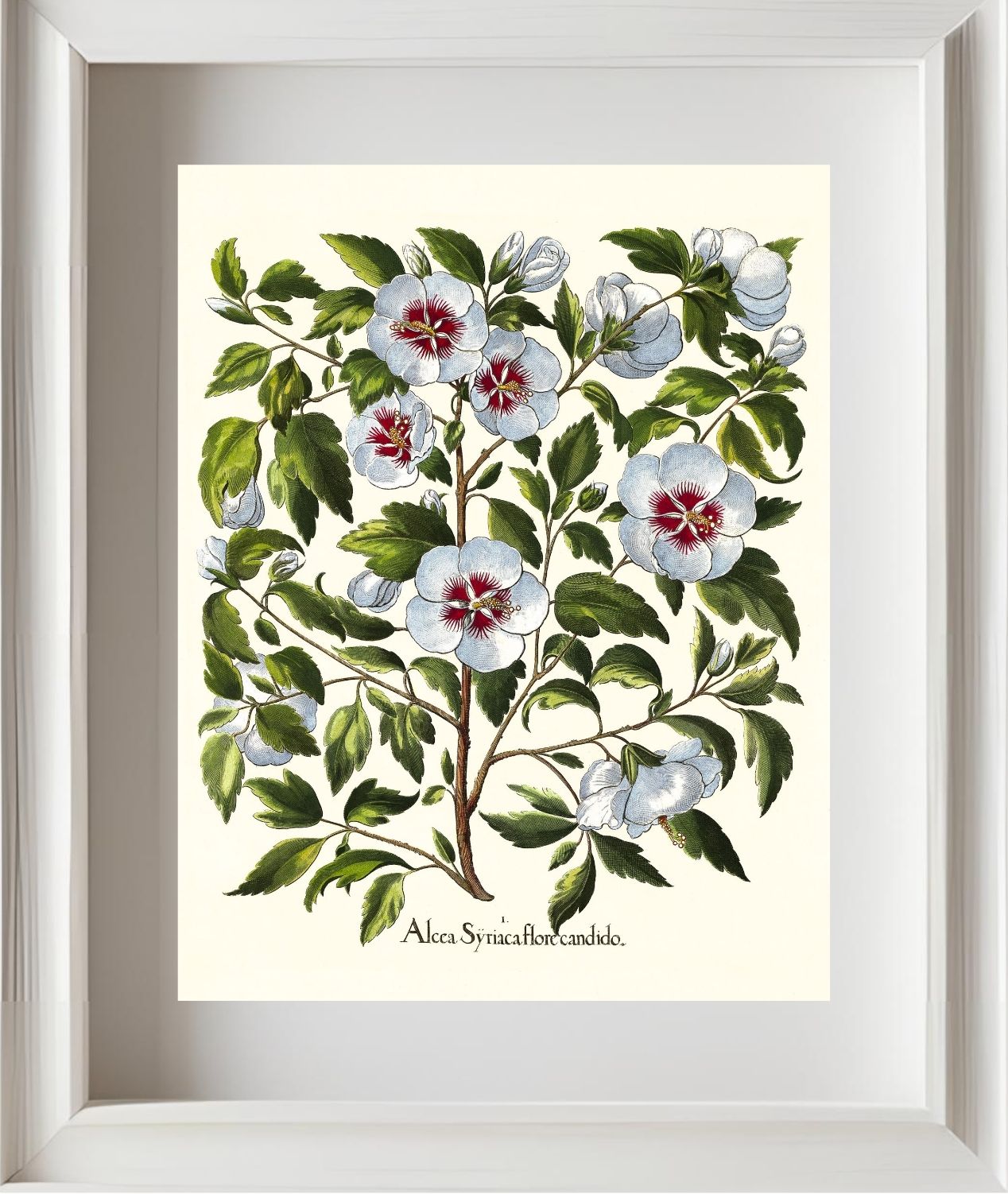 White rose of Sharon