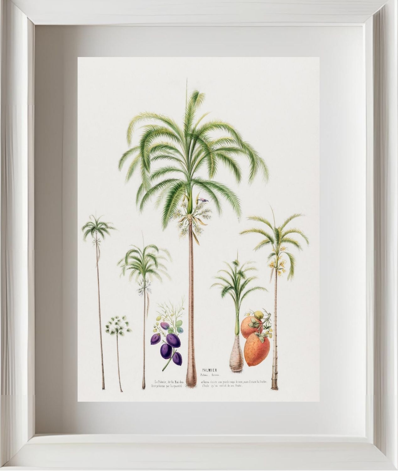 Palmier (Palma Areca)