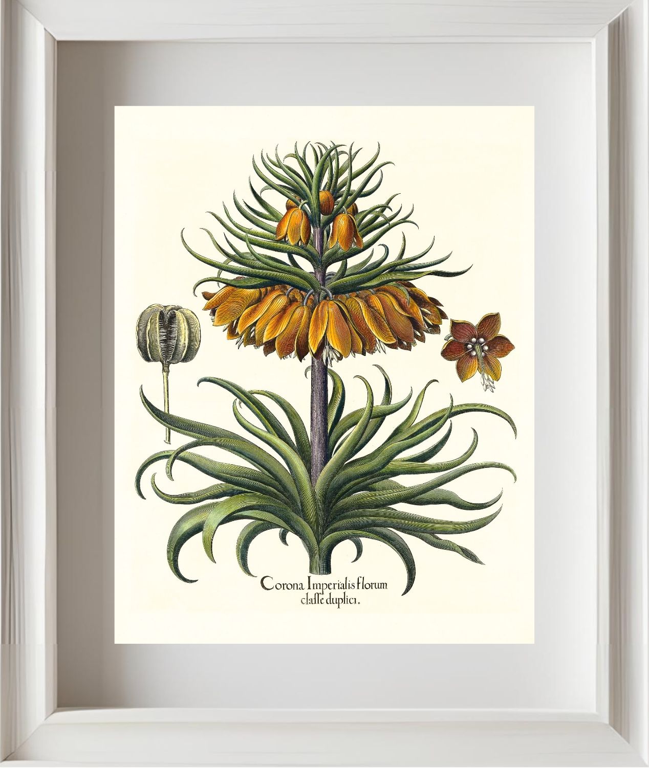 Two-tiered crown imperial fritillary with open flower
