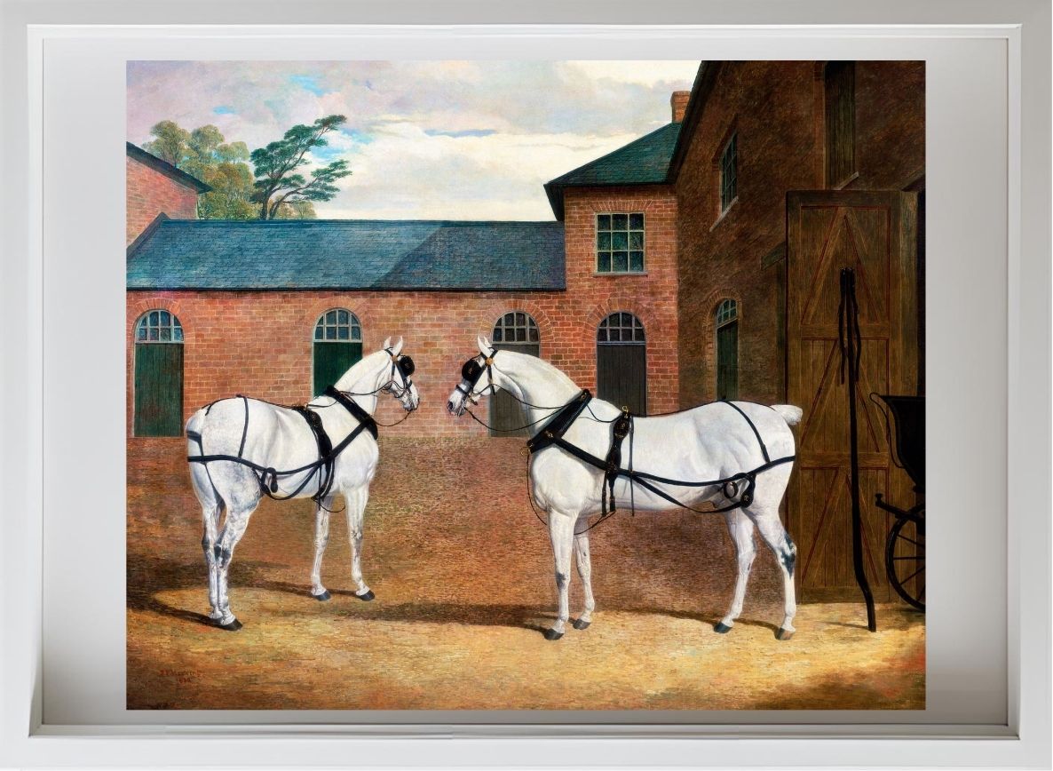 Grey Carriage Horses in the Coachyard at Putteridge Bury