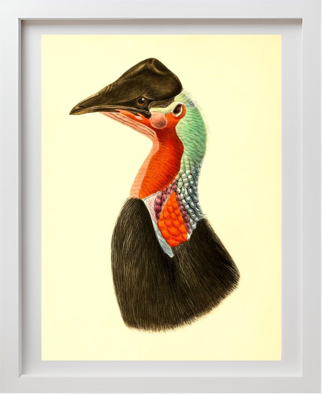Casuarius Loriae