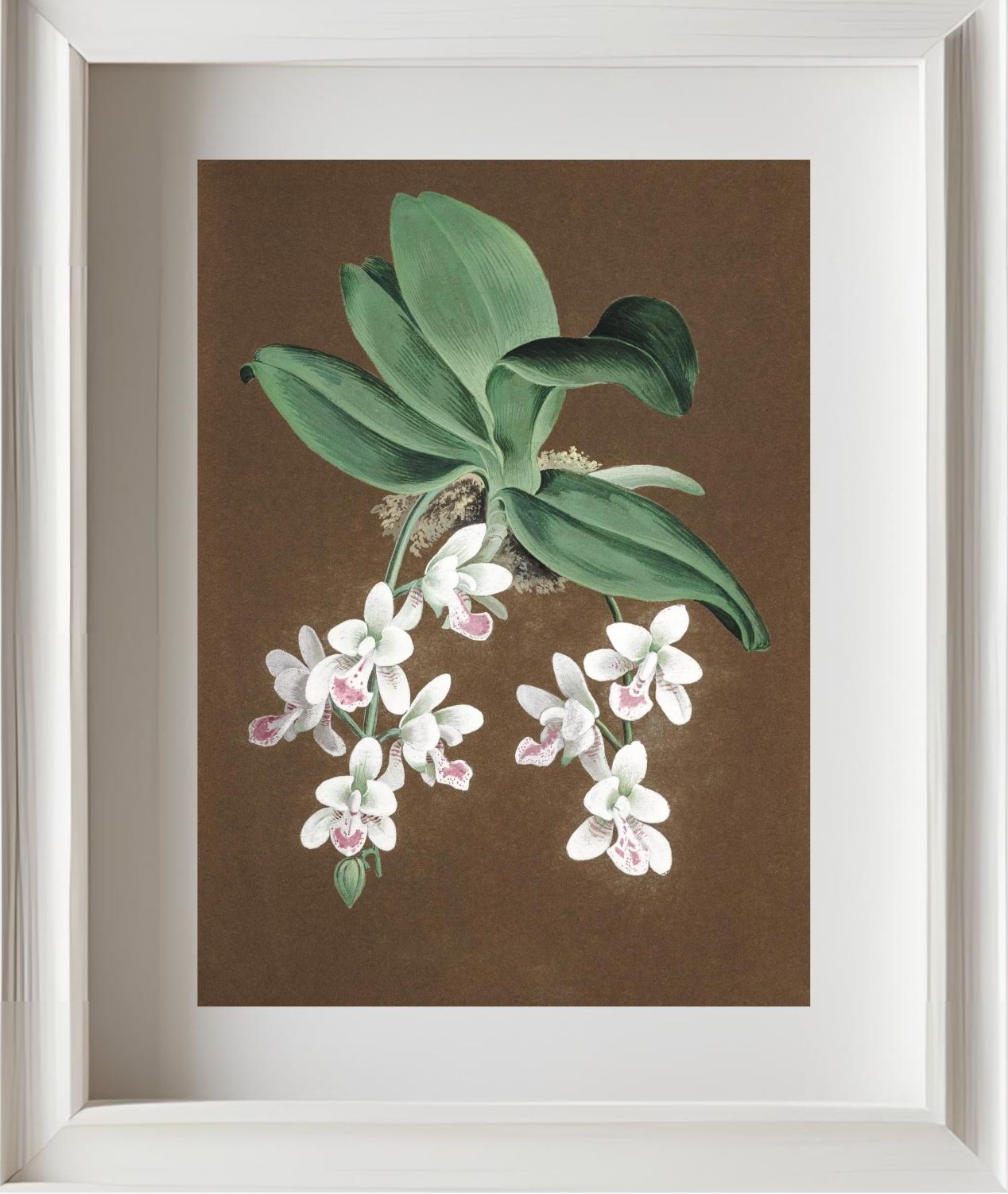 Aerides Japonicum