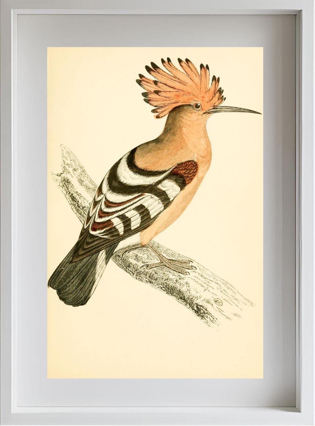 Hoopoe