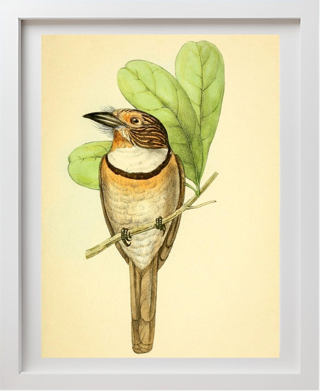 Striped Puff Bird