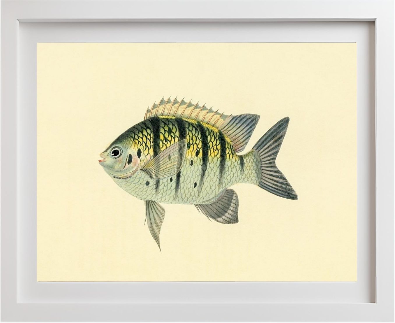 Chaetodon Tyrwhitti