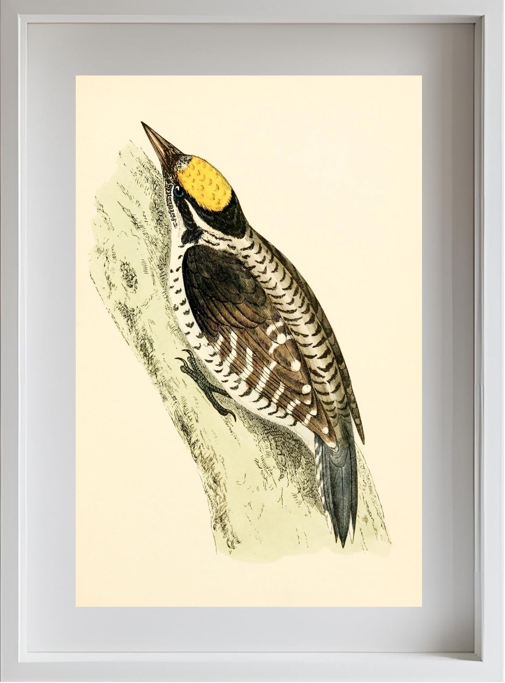 Three-Toed Woodpecker