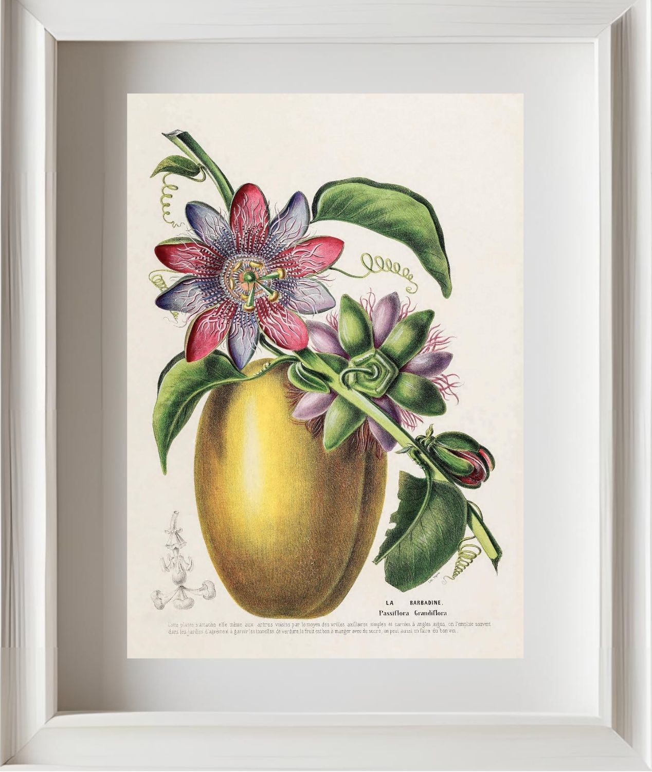 La Barbadine (Passiflora Grandiflora)