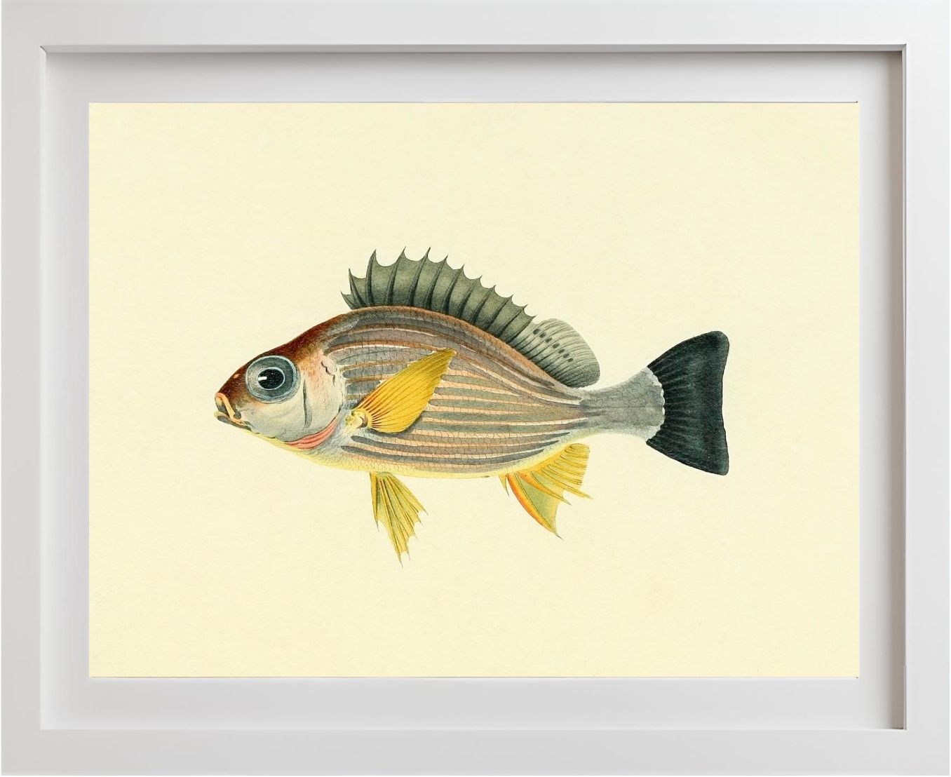 Holocentrus Argenteus