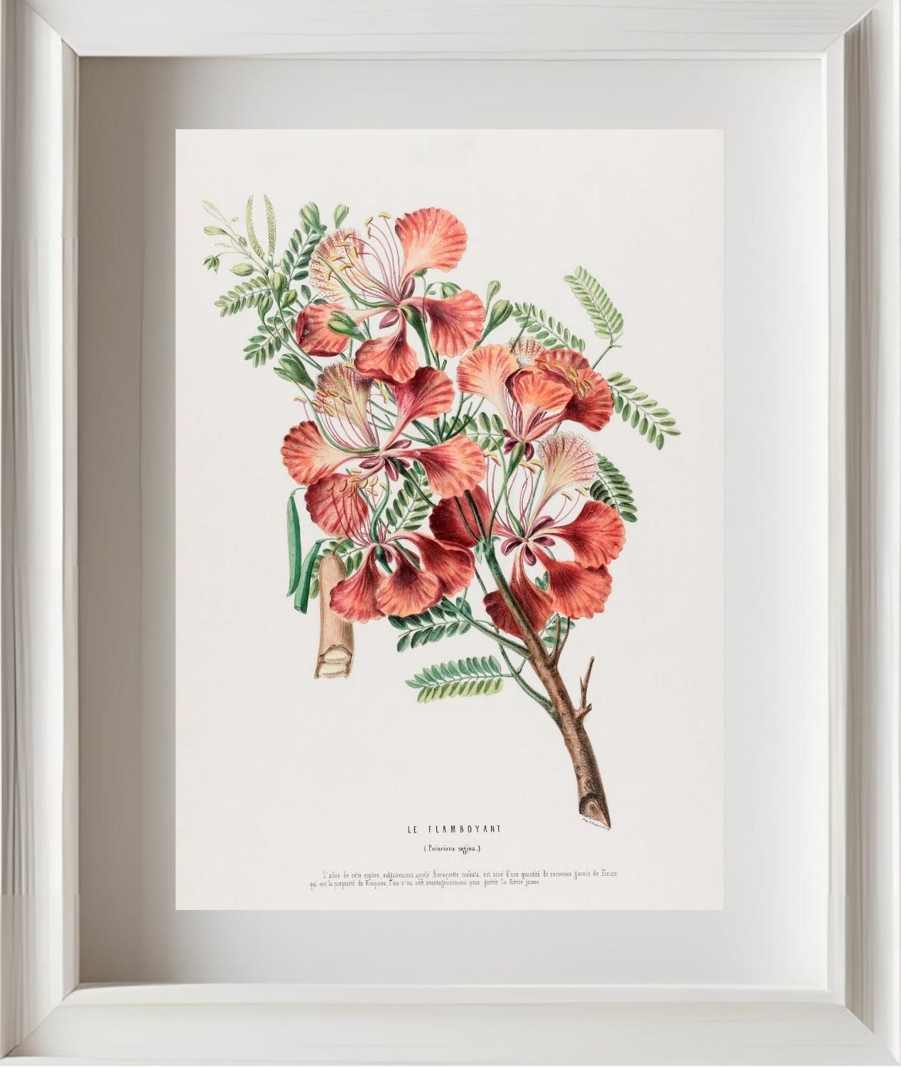Le Flamboyant (Poinciana Regina)