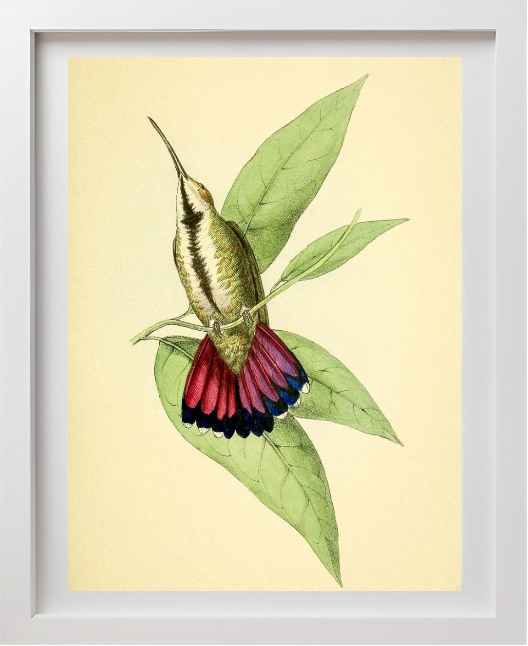 Mango Hummingbird Female