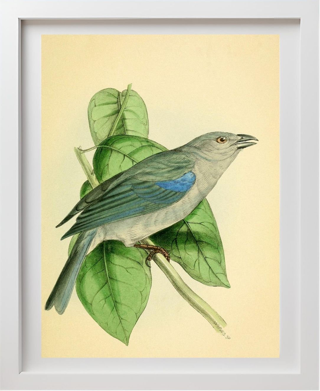 Blue-Shoulder'd Tanager