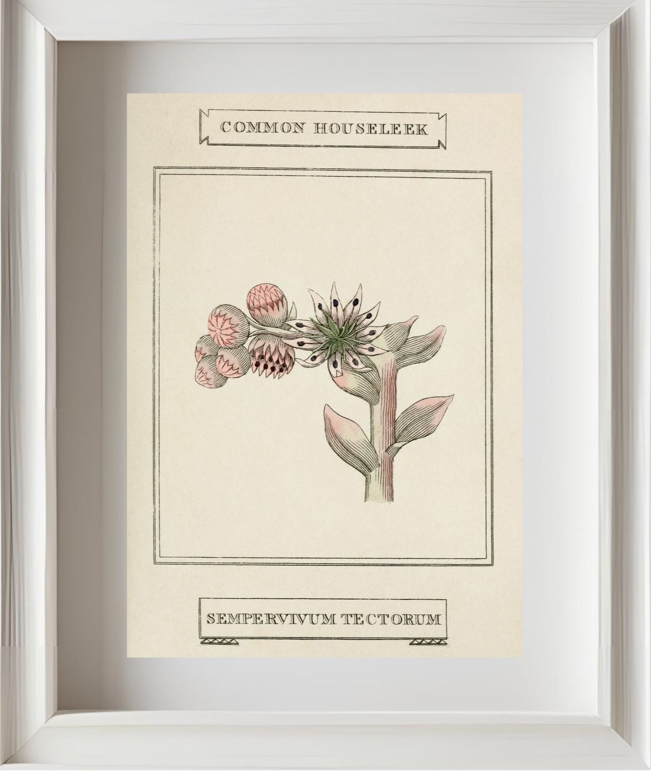 Common Houseleek