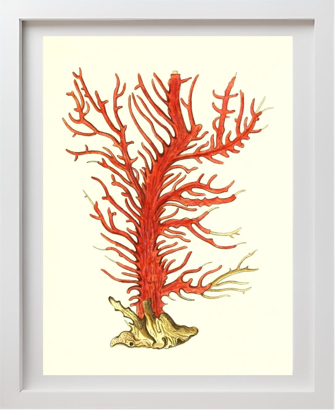 Gorgonia palma