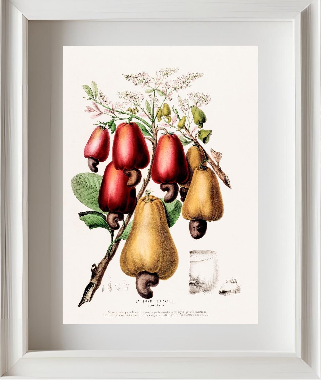 La Pomme d'Acajou (Anacardium)