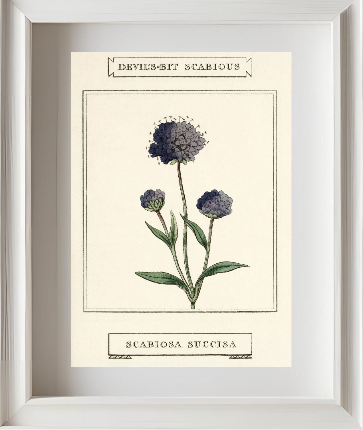 Devil's-Bit Scabious
