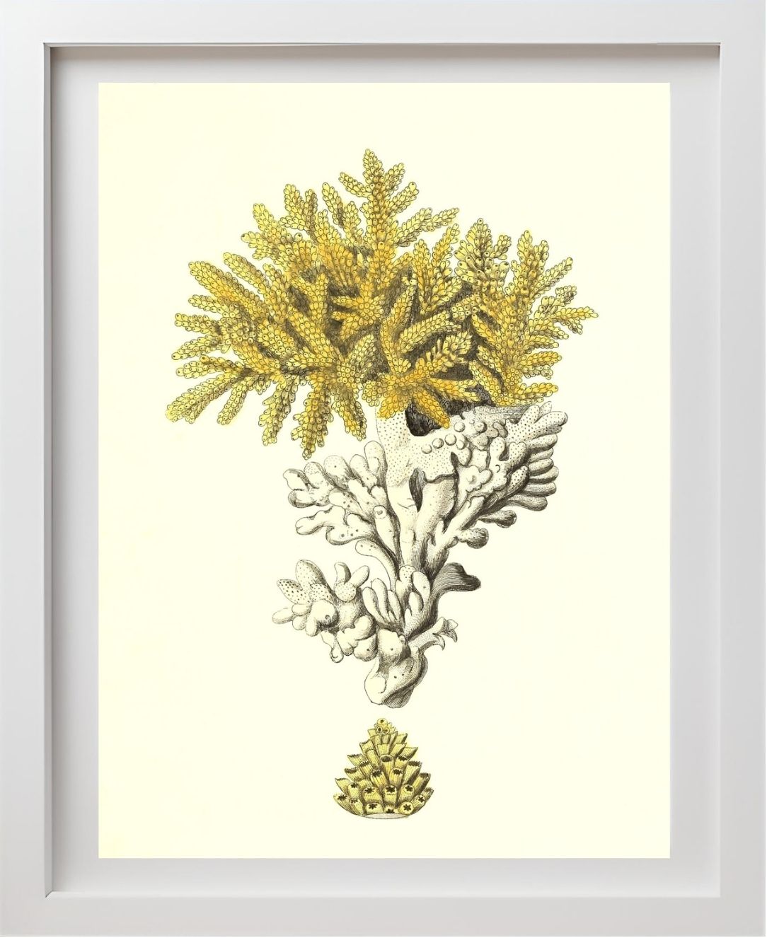 Madrepora muricata 2