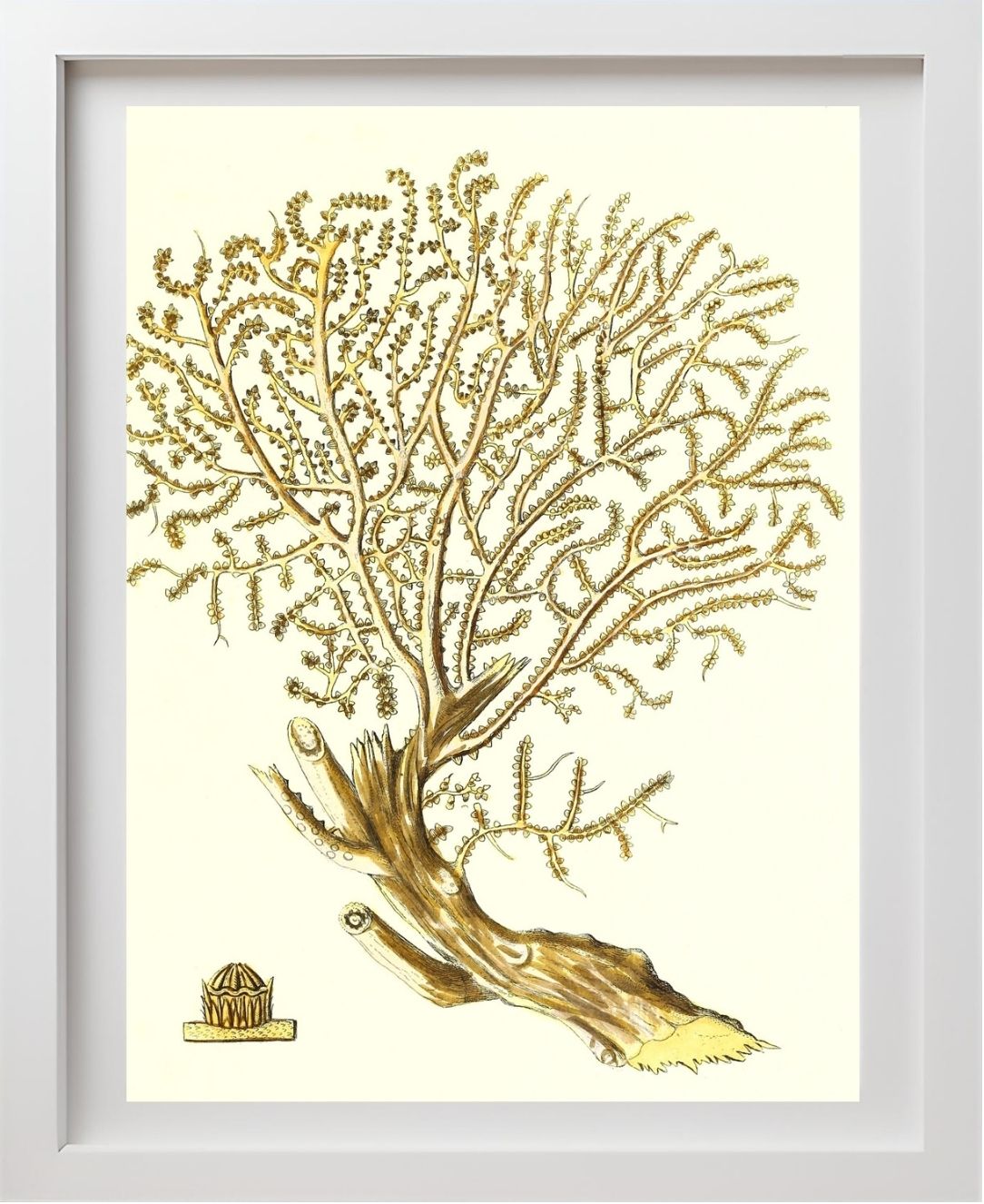 Gorgonia placomus 2