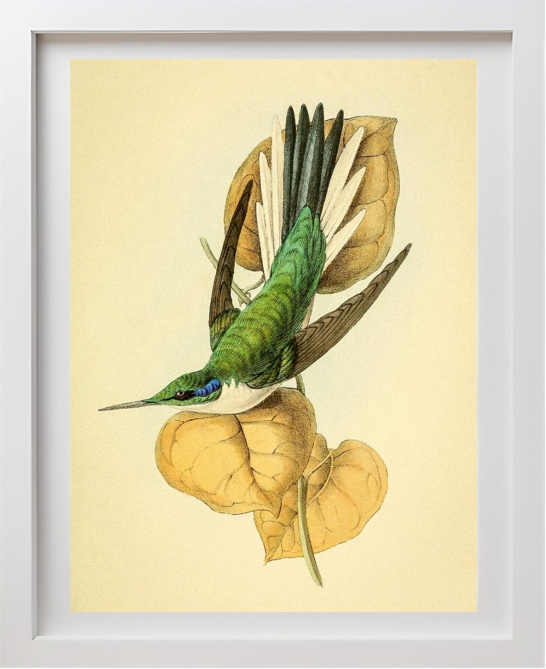 Violet Eared Hummingbird