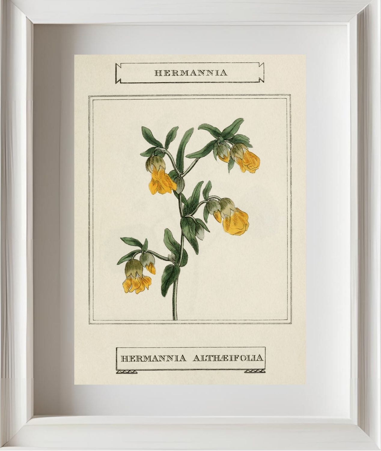 Hermannia