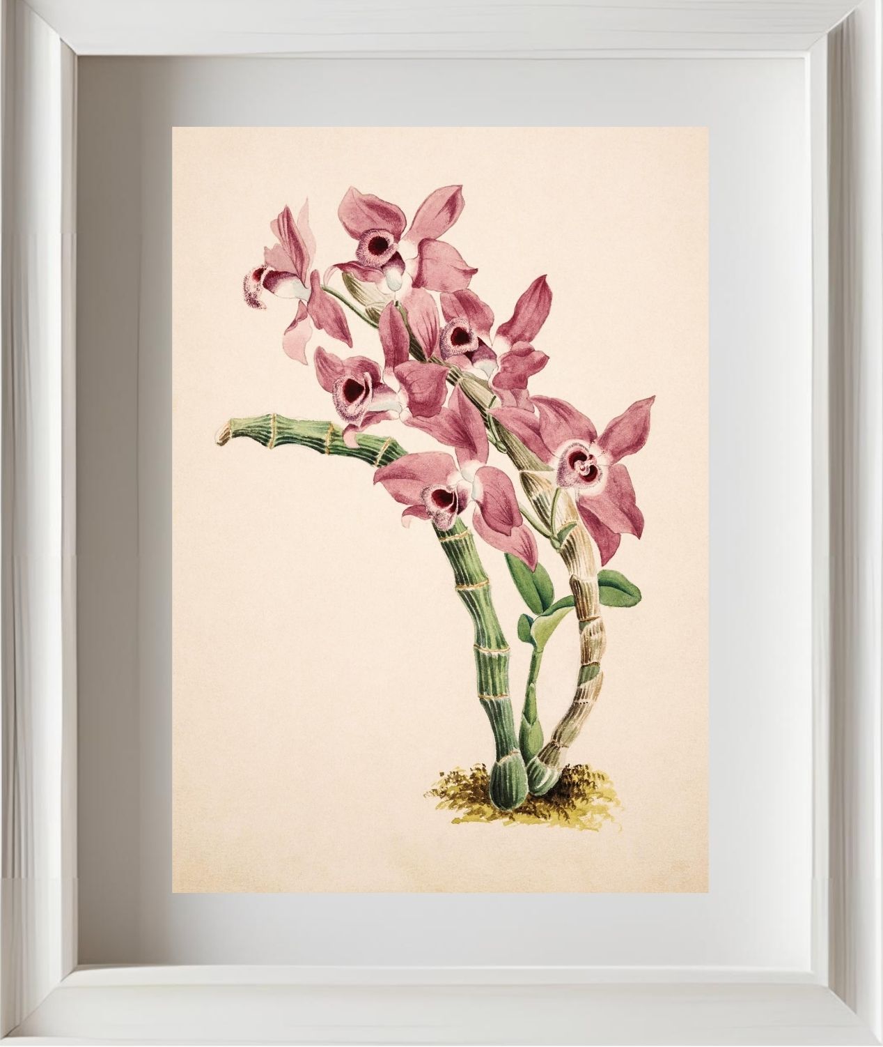 Dendrobium Parishii