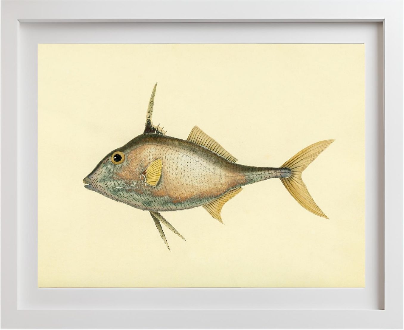 Balistes Biaculeatus