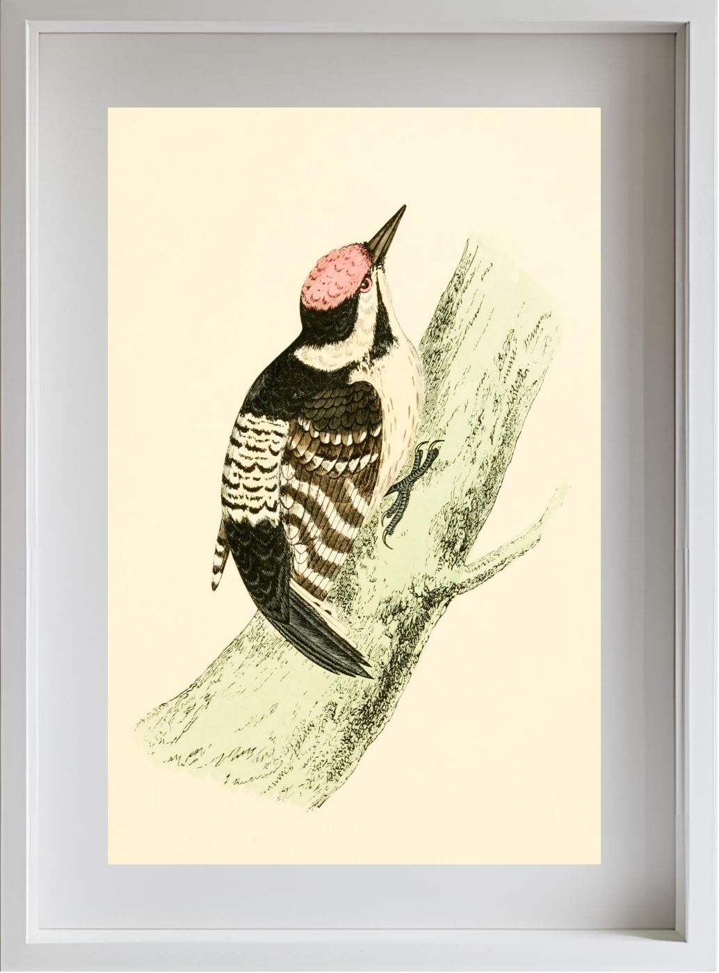 Lesser Spotted Woodpecker