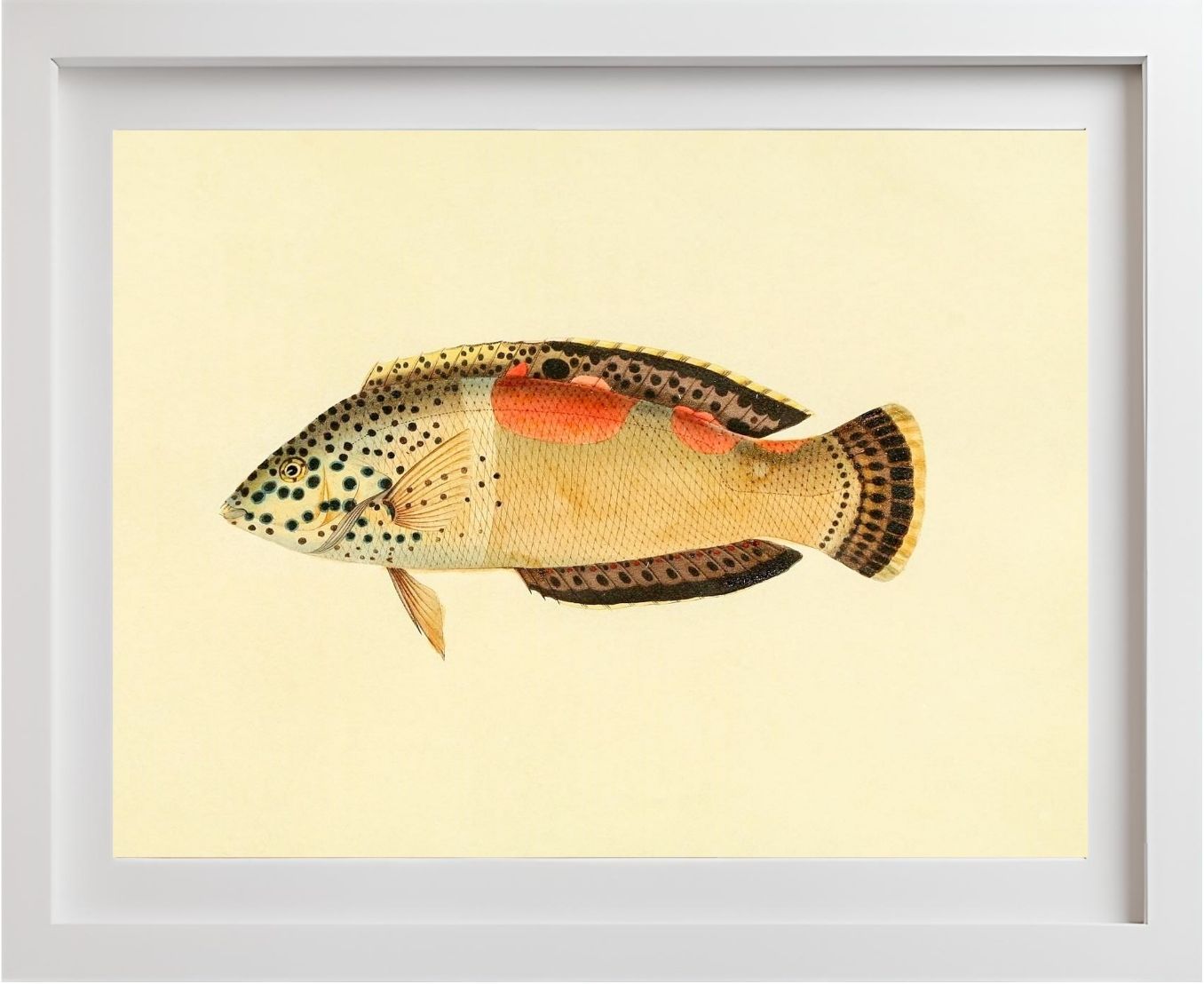Labrus Aureo-Maculatus