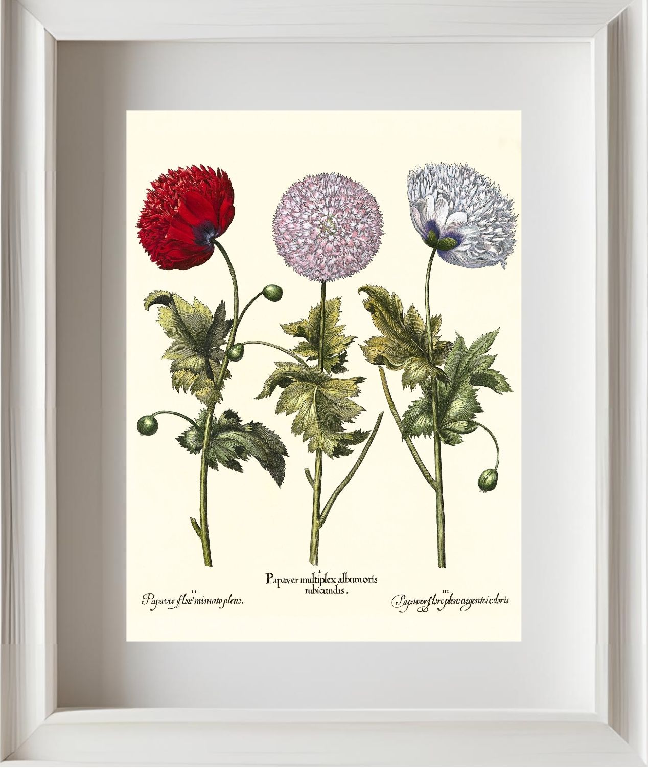 Double-flowered variegated garden poppy, et al