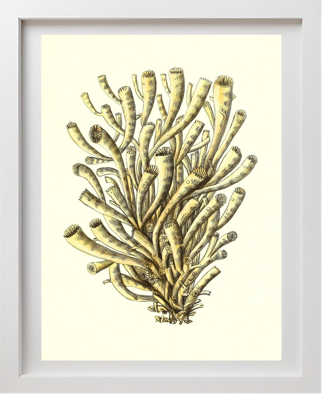 Madrepora anthophyllites