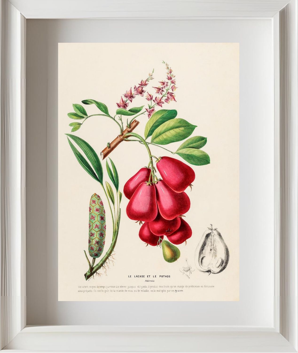 Le Lackee et le Pothos (Akeesia)