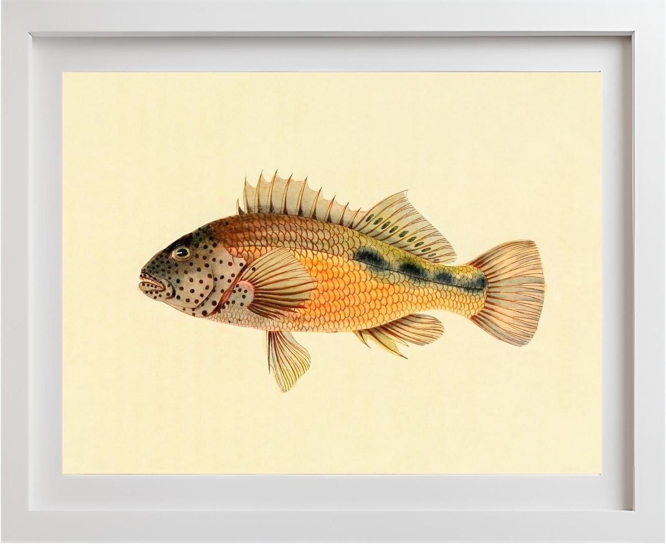 Gerranus Tankervillae