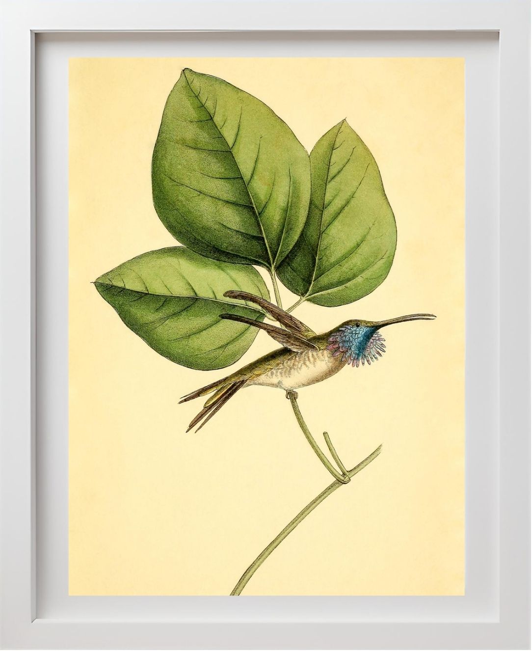 Mexican-Star Hummingbird