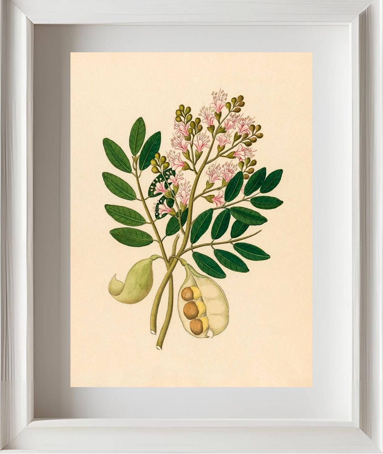 Schotia Nov. Sp (Schotia Latifolia)