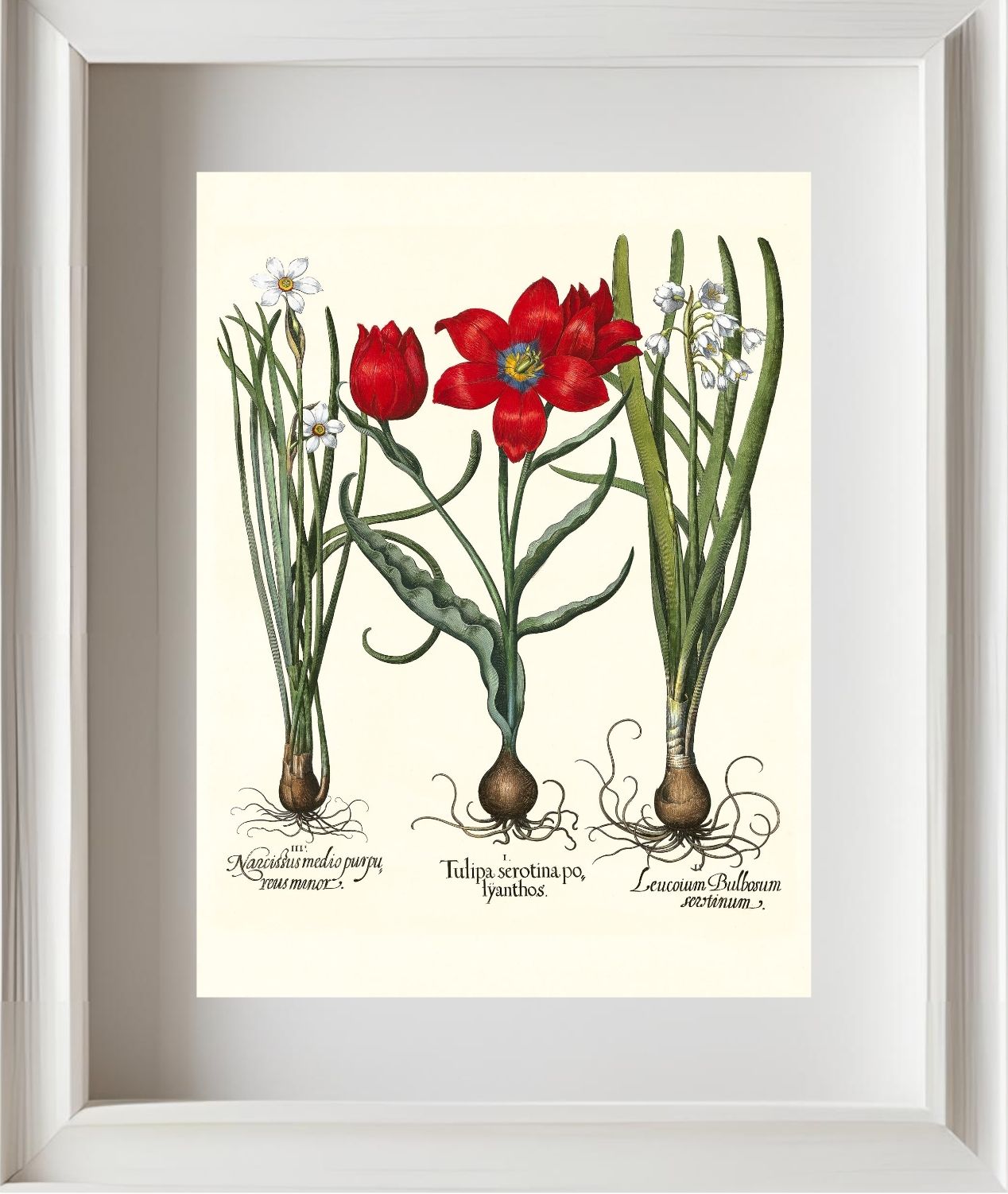 Late multiflorous red tulip, Summer snowflake, et al