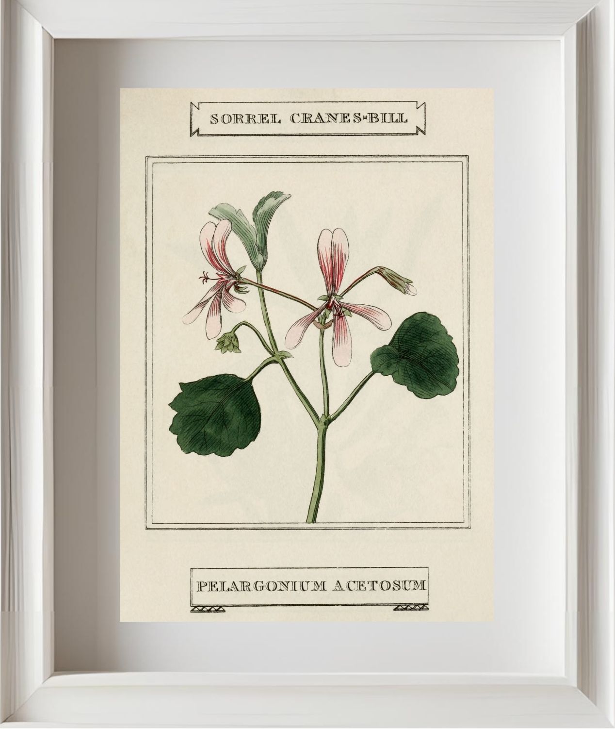 Sorrel Cranes-Bill