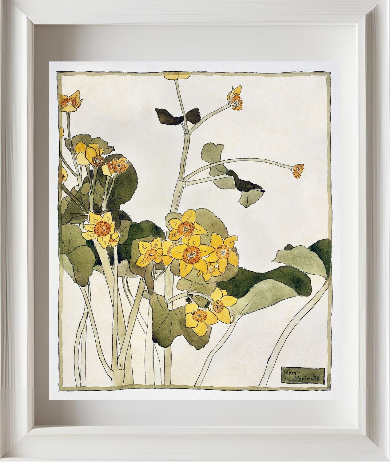 Marsh Marigold