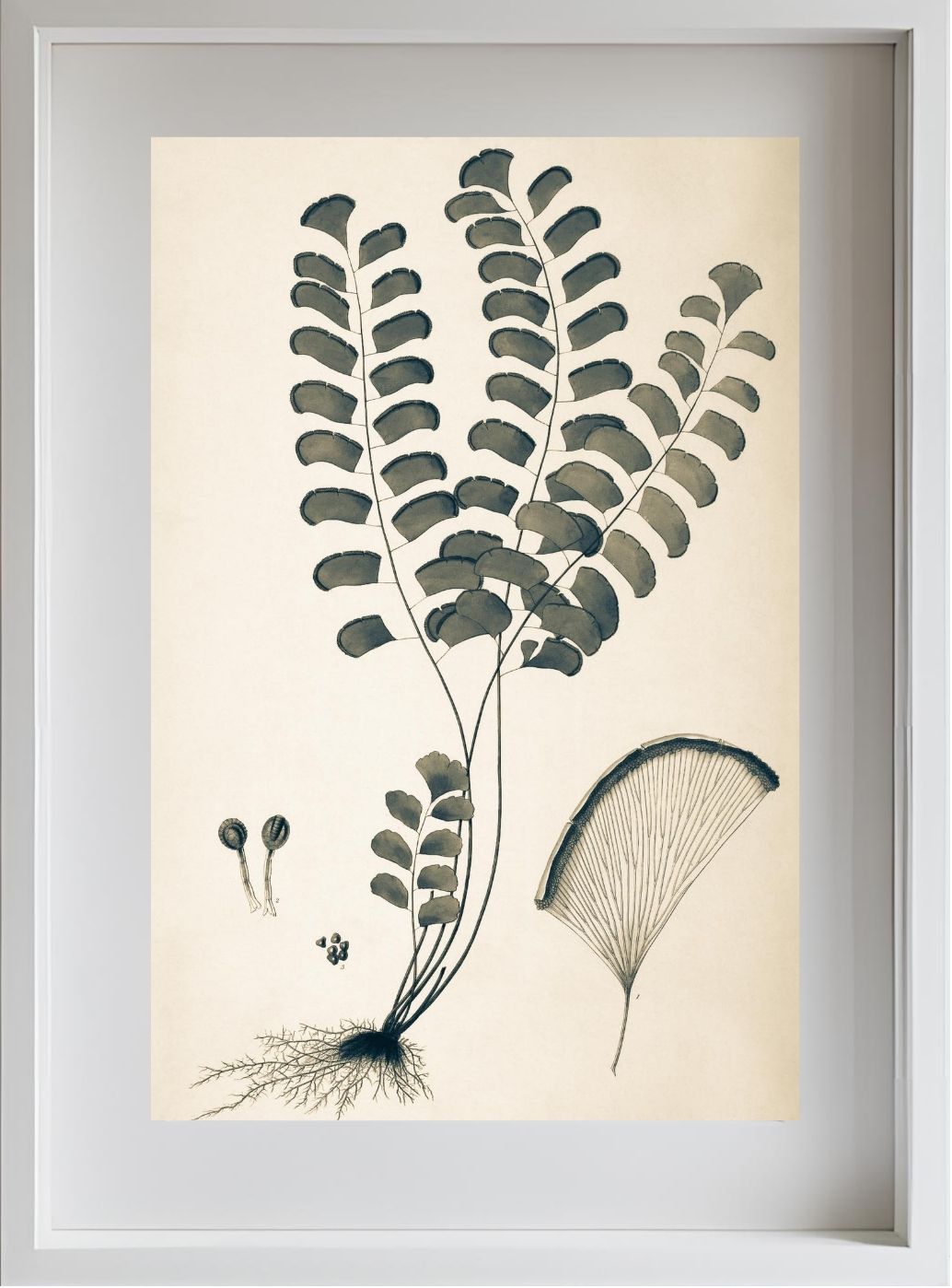 Adiantum Lunulatum