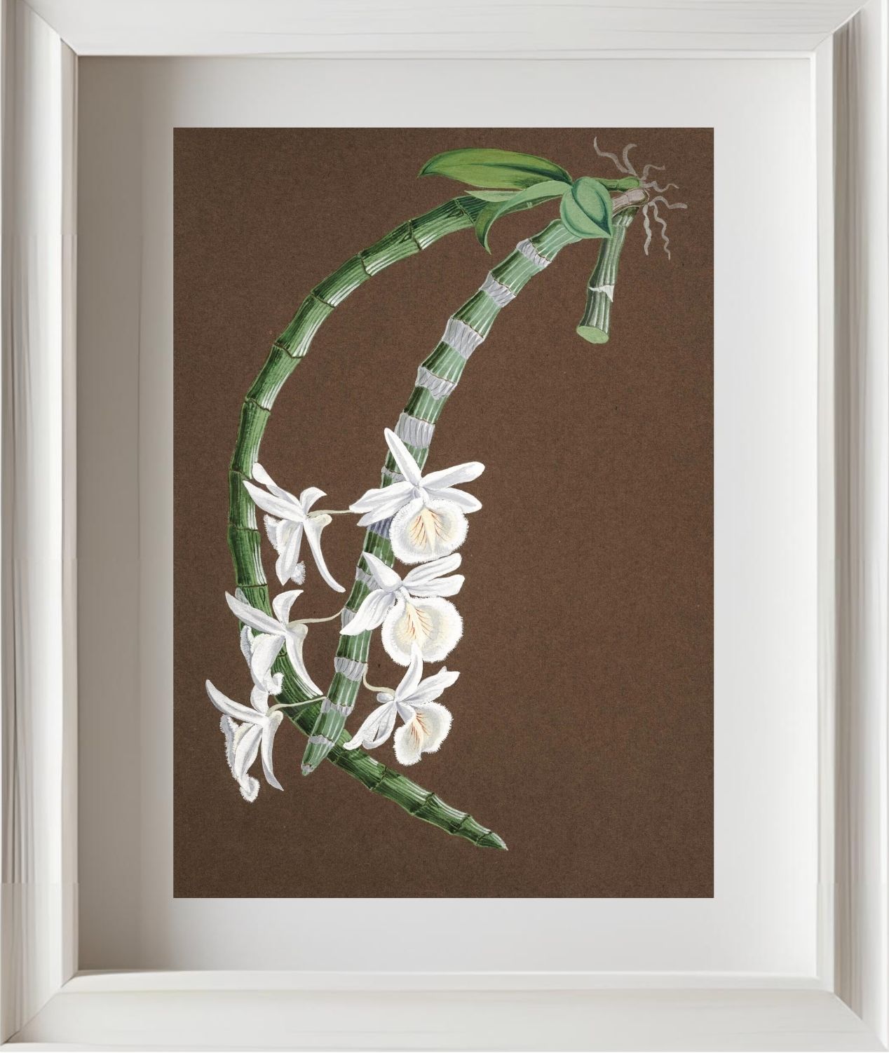Dendrobium Cretaceum