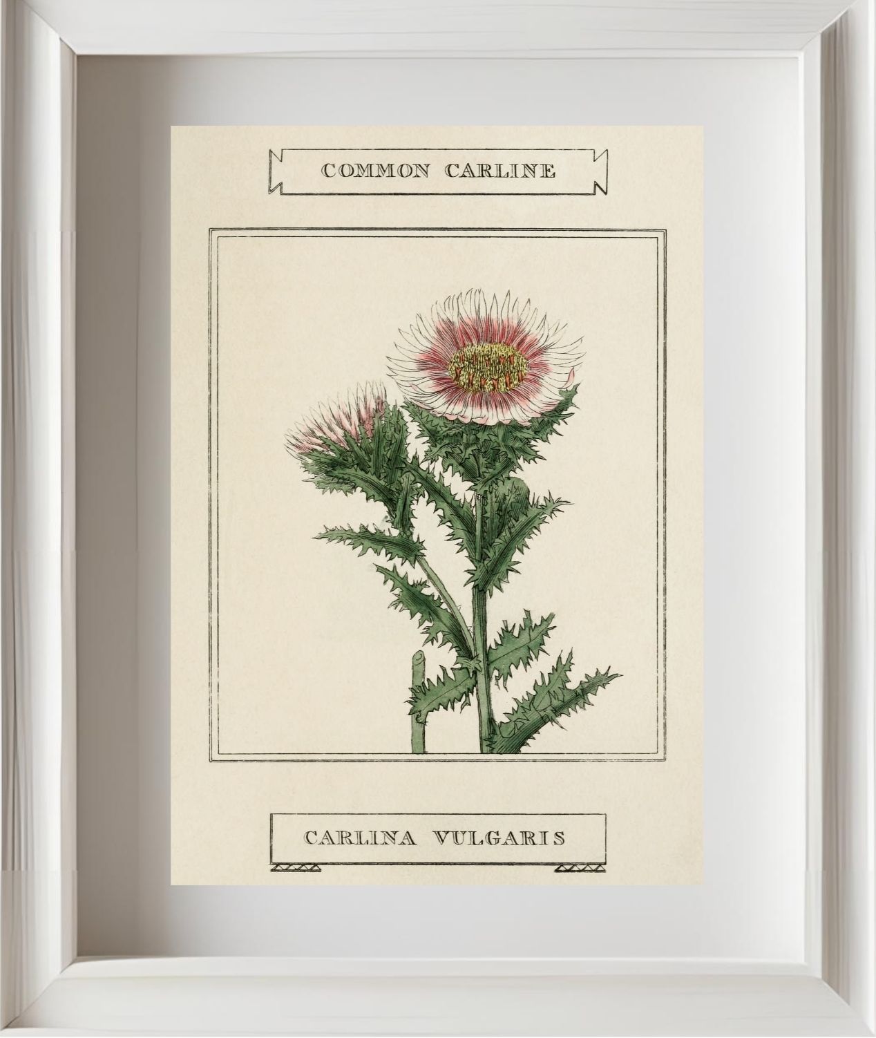 Common Carline