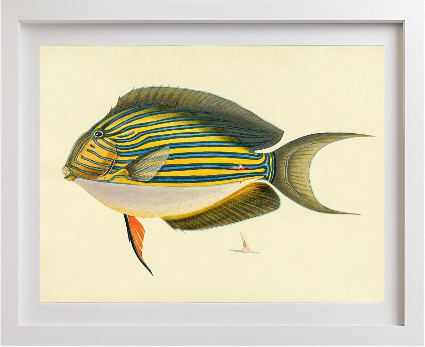 Acanthurus Vitatus