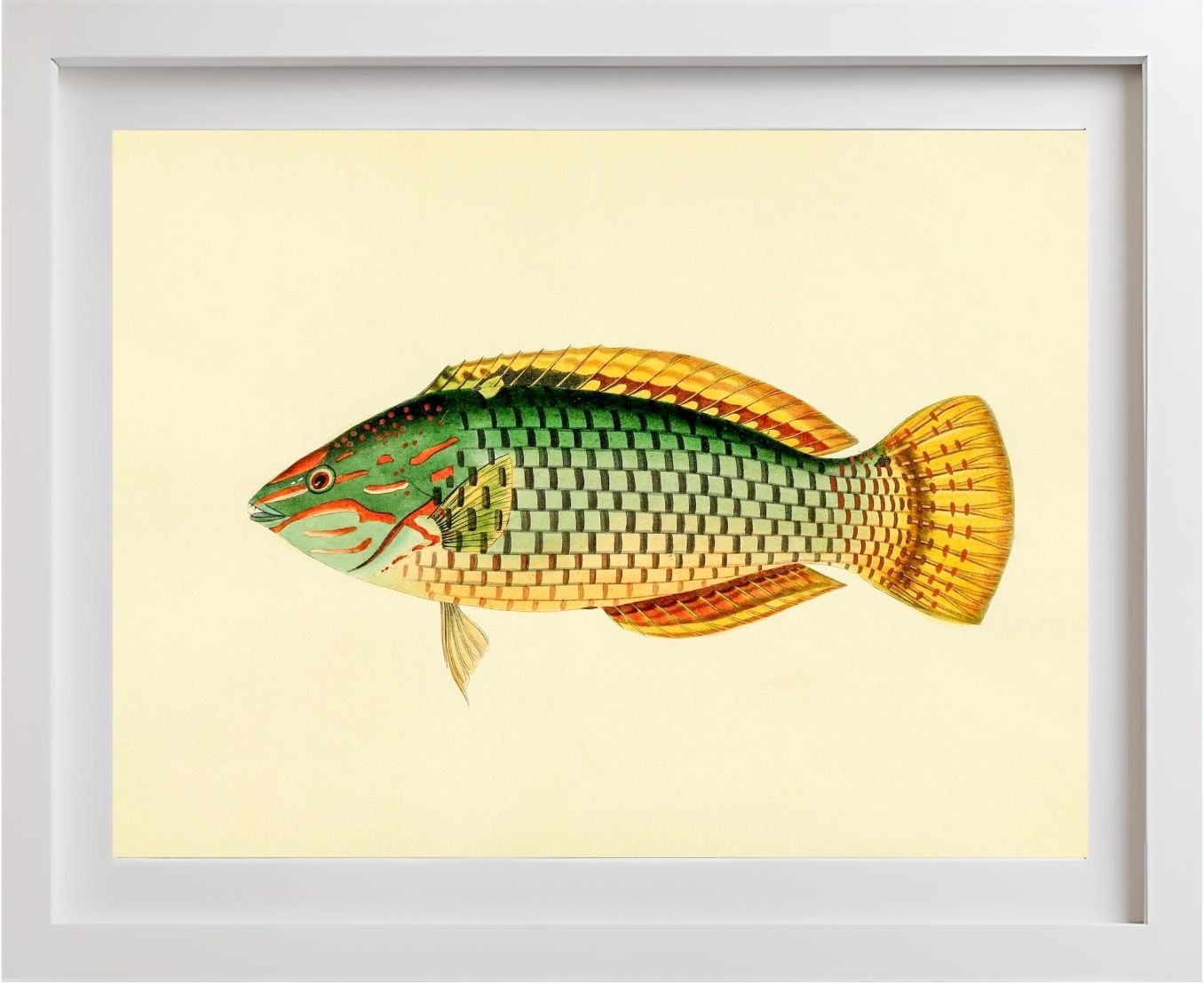 Sparus Decussatus