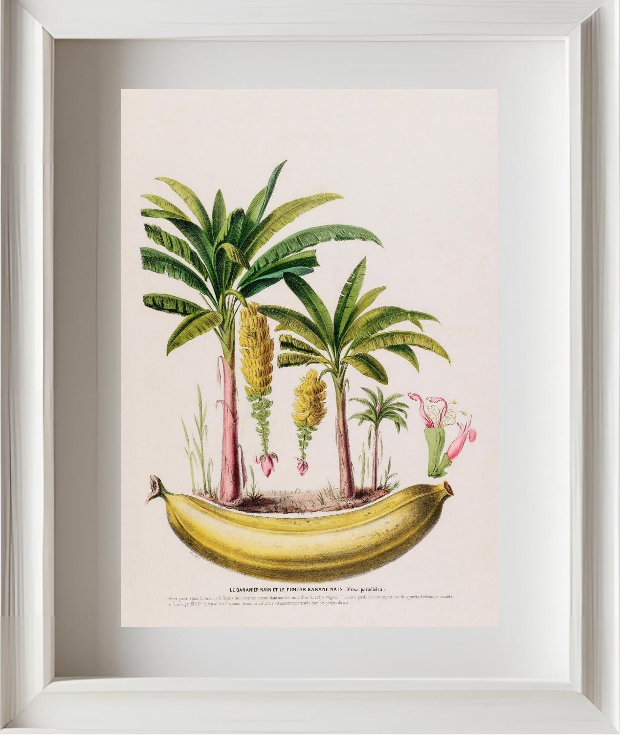 Le Bananier Nain (Musa Paradisica)