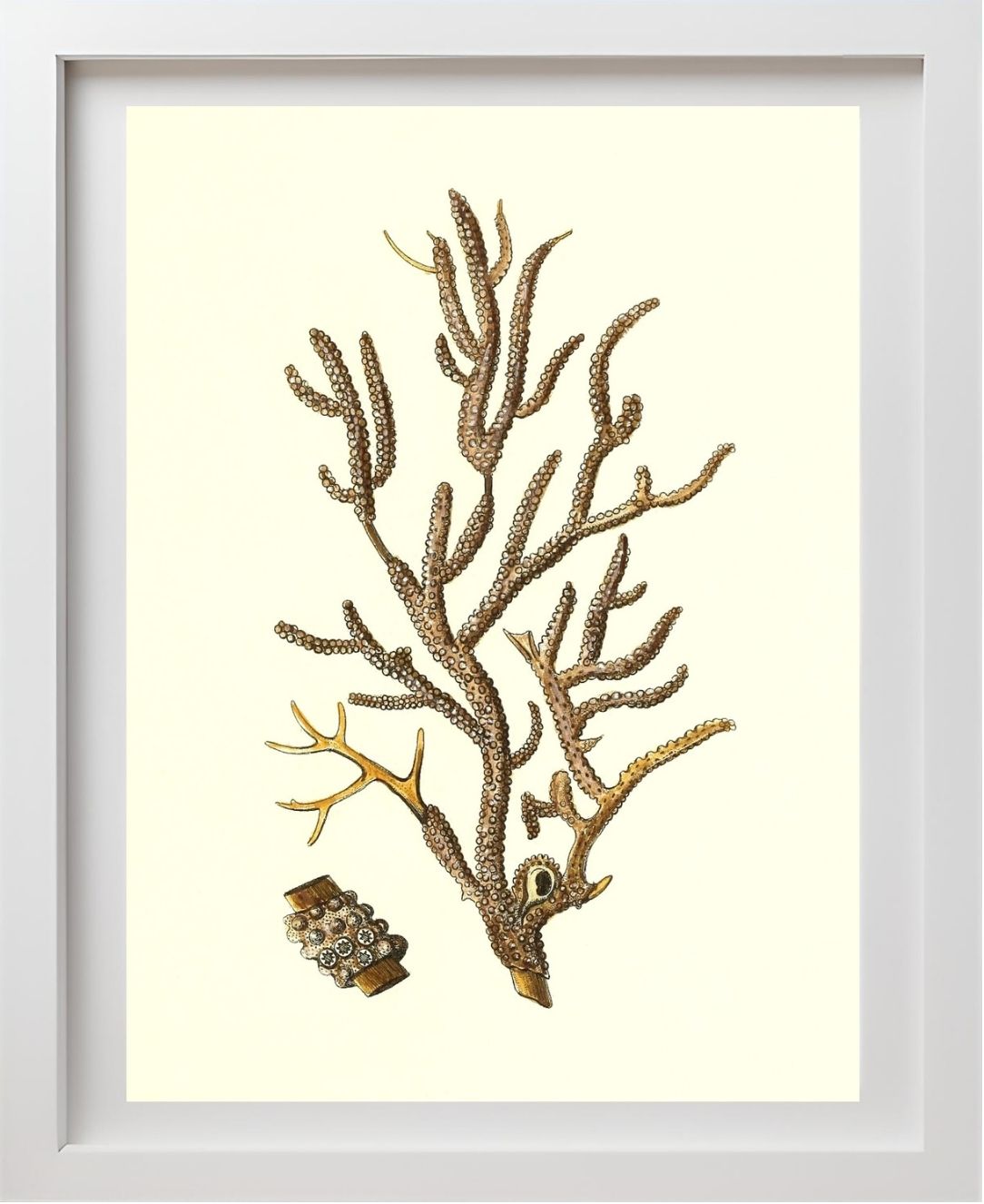 Gorgonia placomus 4