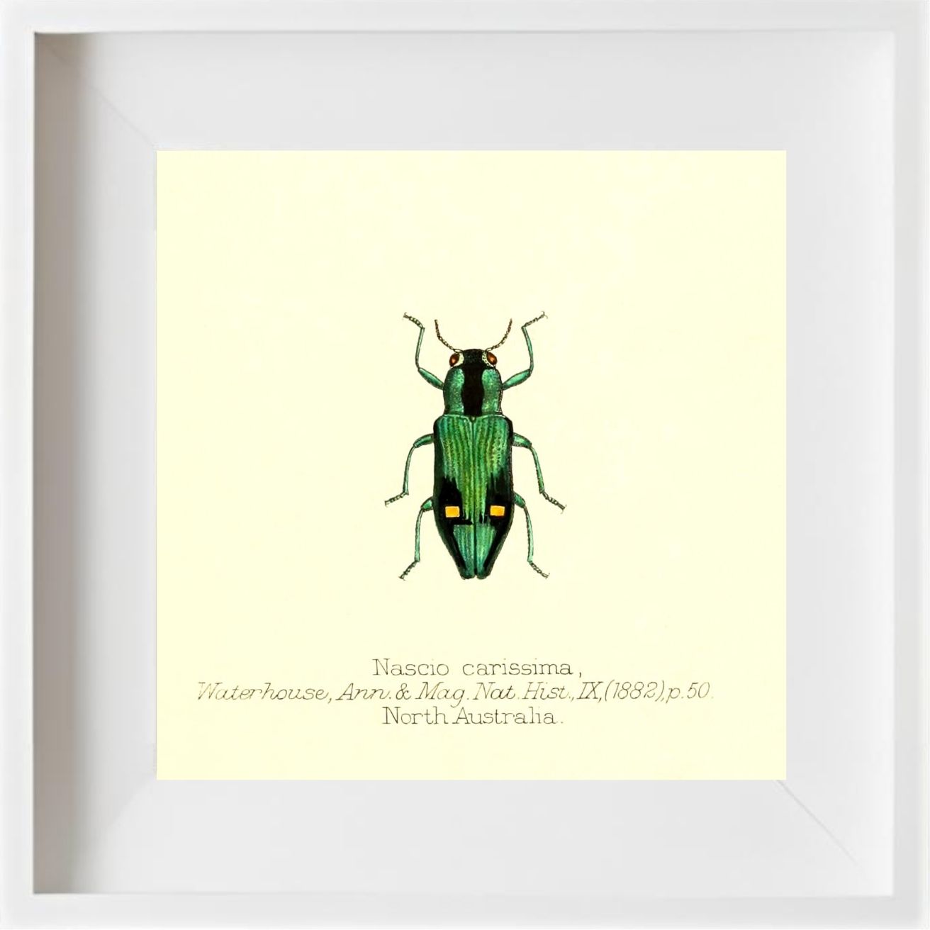 Nascio Carissima