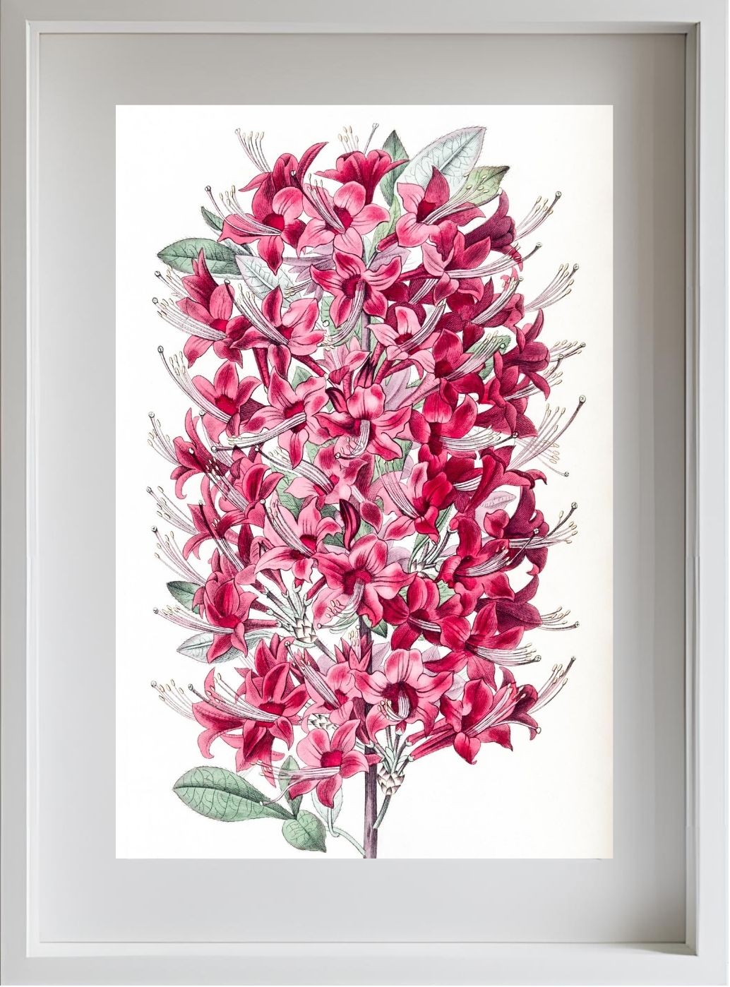 The Highclere Scarlet Azalea