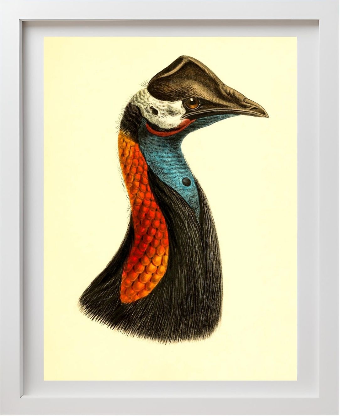 Casuarius Papuanus Edwardsi